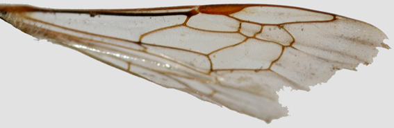 Apidae Halictinae: Lasioglossum  sp. o Halictus sp.